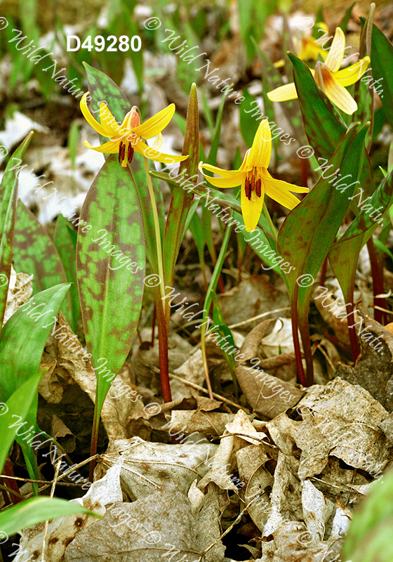 Yellow Trout Lily (Erythronium americanum)